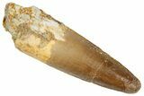 Fossil Spinosaurus Tooth - Real Dinosaur Tooth #269199-1